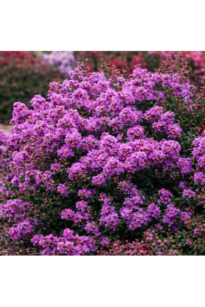 Лагерстремія Petite Orchid в ландшафті